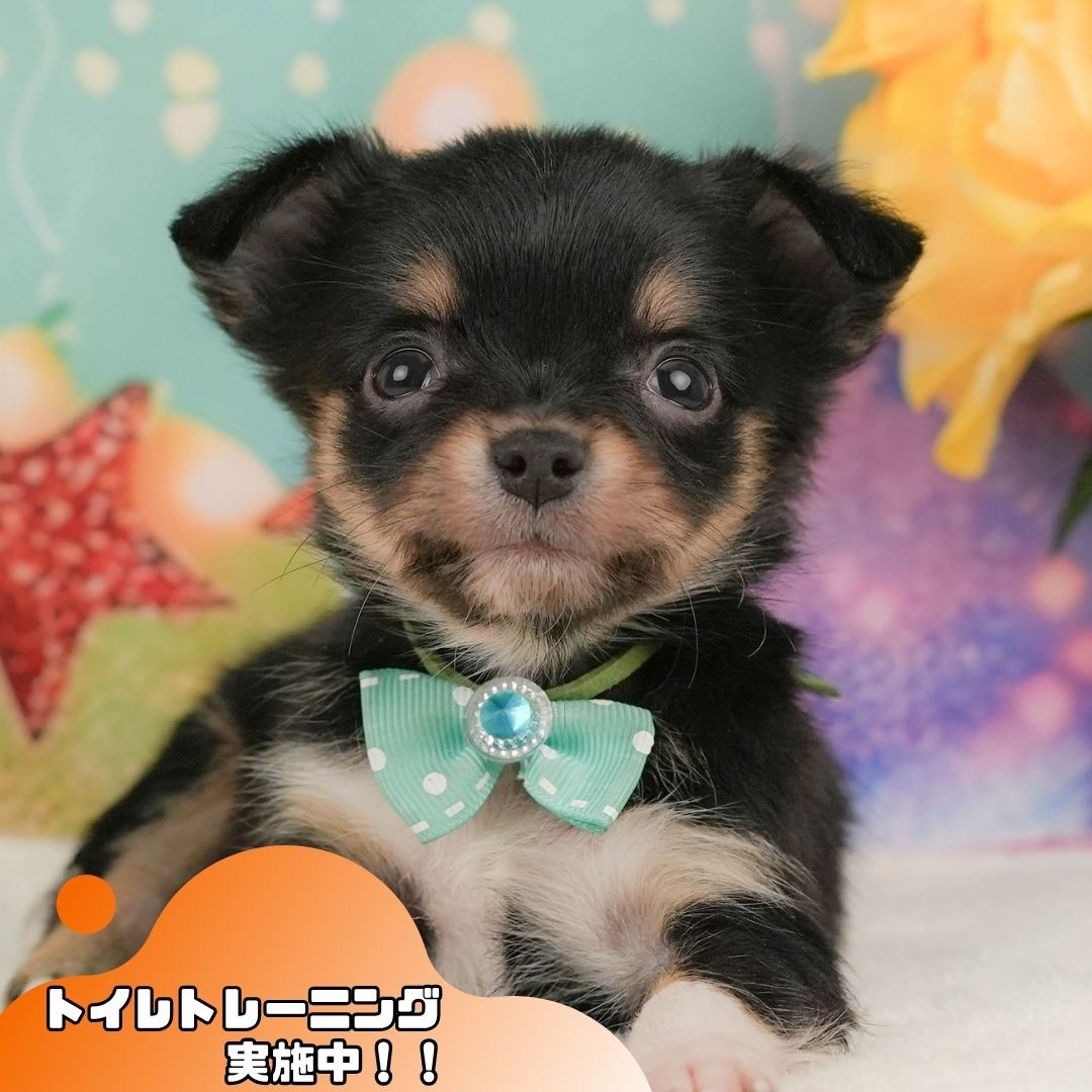 チワワ(ロング) | 男の子 | ブラックタン＆ホワイト | 2026年2月8日