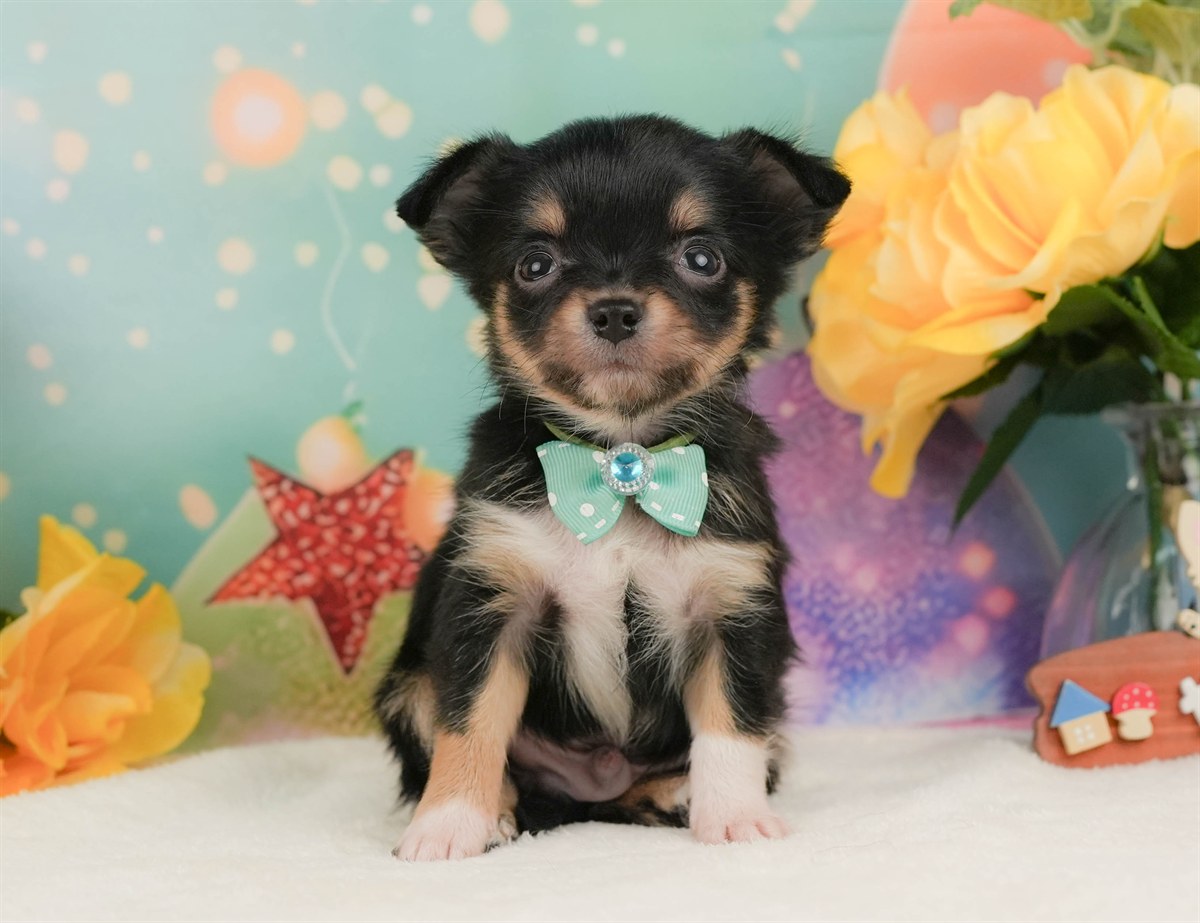 チワワ(ロング) | 男の子 | ブラックタン＆ホワイト | 2026年2月8日