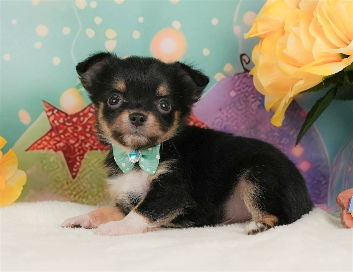 チワワ(ロング) | 男の子 | ブラックタン＆ホワイト | 2026年2月8日