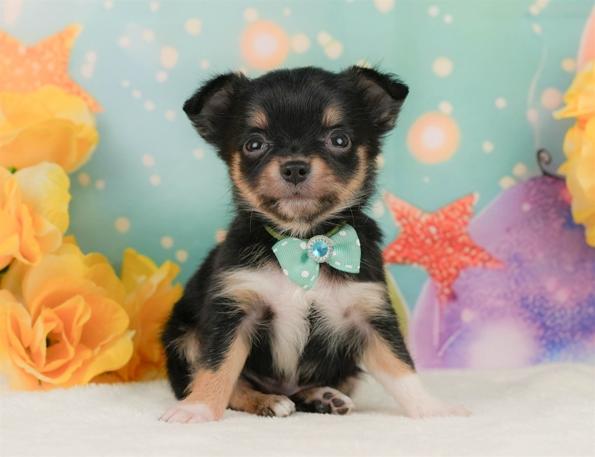 チワワ(ロング) | 男の子 | ブラックタン＆ホワイト | 2026年2月8日