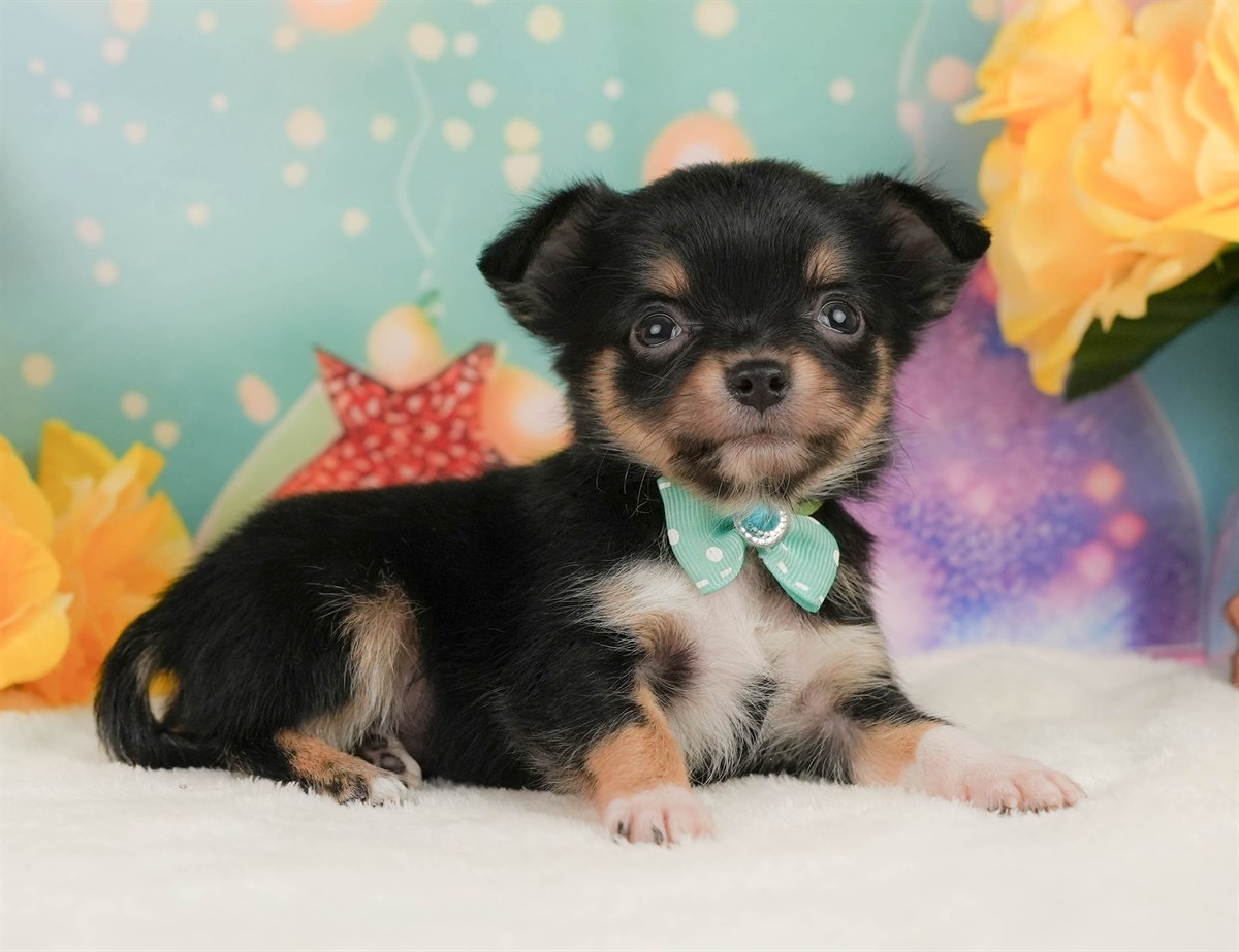 チワワ(ロング) | 男の子 | ブラックタン＆ホワイト | 2026年2月8日