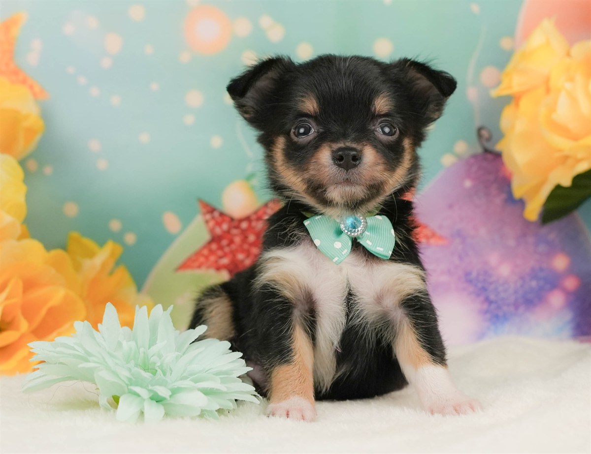 チワワ(ロング) | 男の子 | ブラックタン＆ホワイト | 2026年2月8日