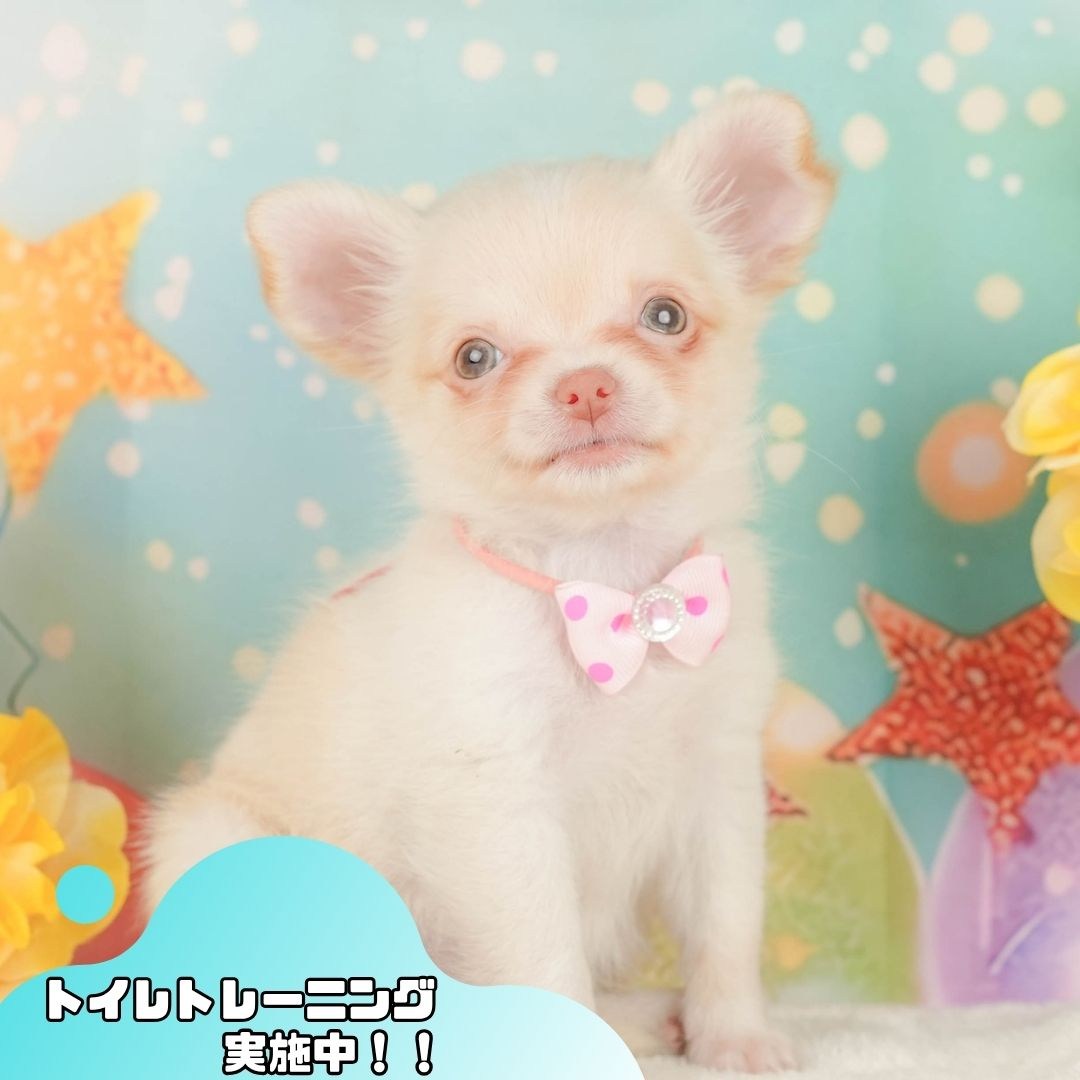 チワワ(ロング) | 女の子 | クリーム＆ホワイト | 2026年2月8日（ID:dog-200015524）