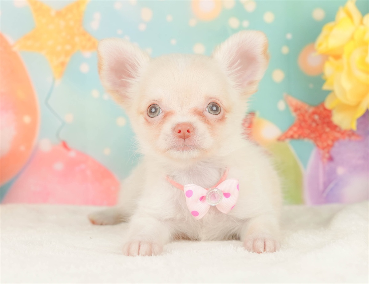 チワワ(ロング) | 女の子 | クリーム＆ホワイト | 2026年2月8日（ID:dog-200015524）