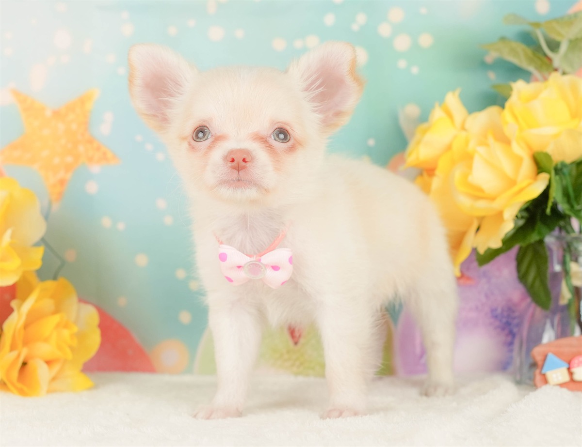 チワワ(ロング) | 女の子 | クリーム＆ホワイト | 2026年2月8日（ID:dog-200015524）