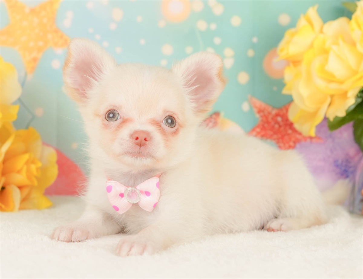 チワワ(ロング) | 女の子 | クリーム＆ホワイト | 2026年2月8日（ID:dog-200015524）