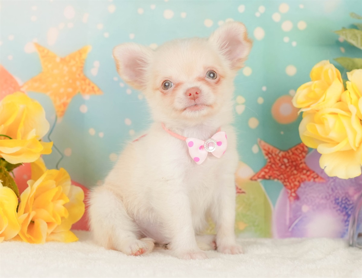 チワワ(ロング) | 女の子 | クリーム＆ホワイト | 2026年2月8日（ID:dog-200015524）