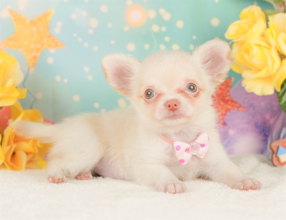 チワワ(ロング) | 女の子 | クリーム＆ホワイト | 2026年2月8日（ID:dog-200015524）