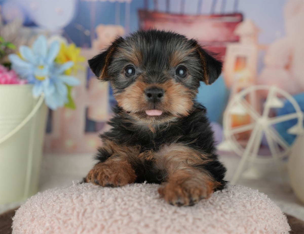 ヨークシャー・テリア | 男の子 | スティールブルー＆タン | 2026年2月8日