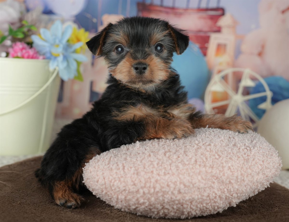 ヨークシャー・テリア | 男の子 | スティールブルー＆タン | 2026年2月8日