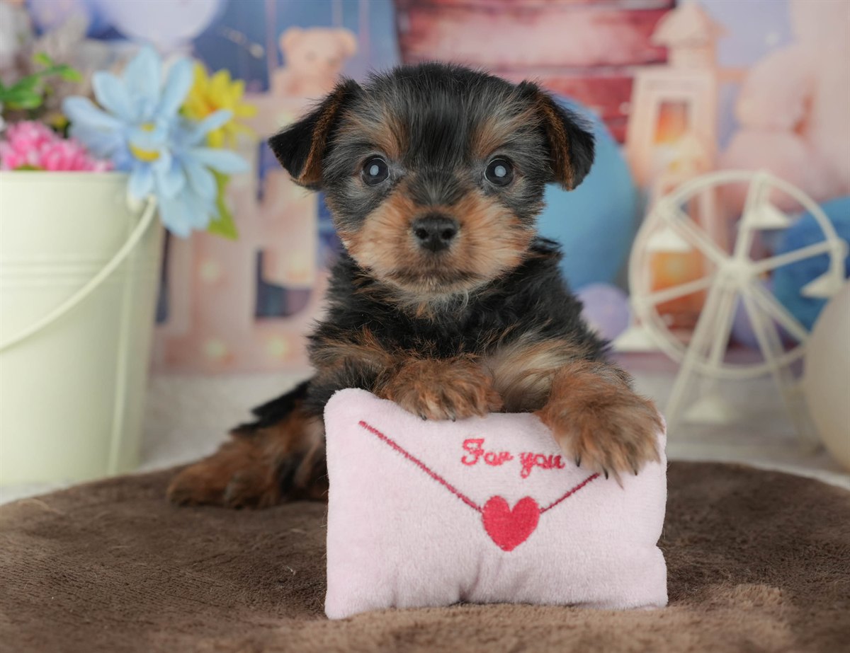 ヨークシャー・テリア | 男の子 | スティールブルー＆タン | 2026年2月8日