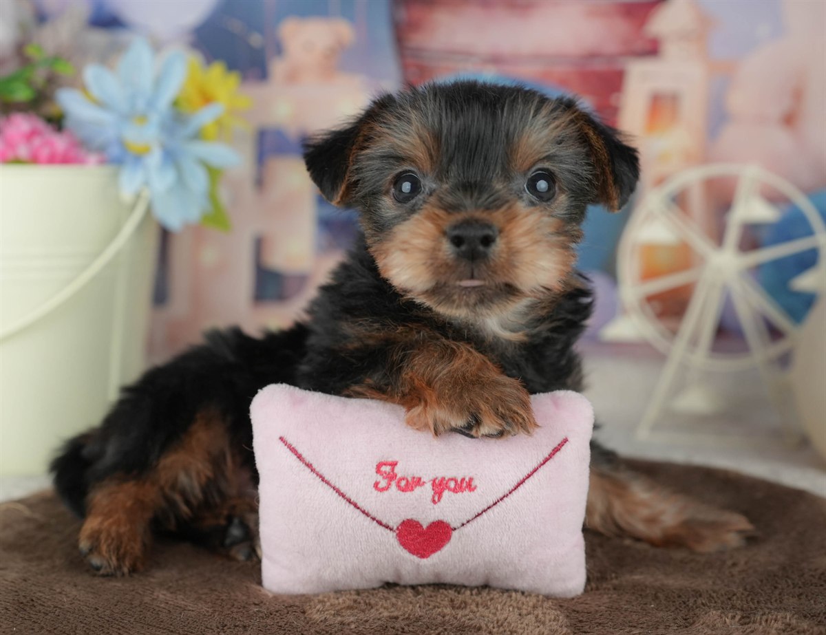 ヨークシャー・テリア | 男の子 | スティールブルー＆タン | 2026年2月8日