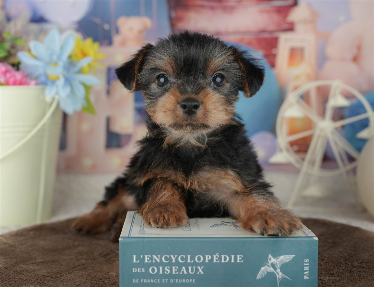 ヨークシャー・テリア | 男の子 | スティールブルー＆タン | 2026年2月8日