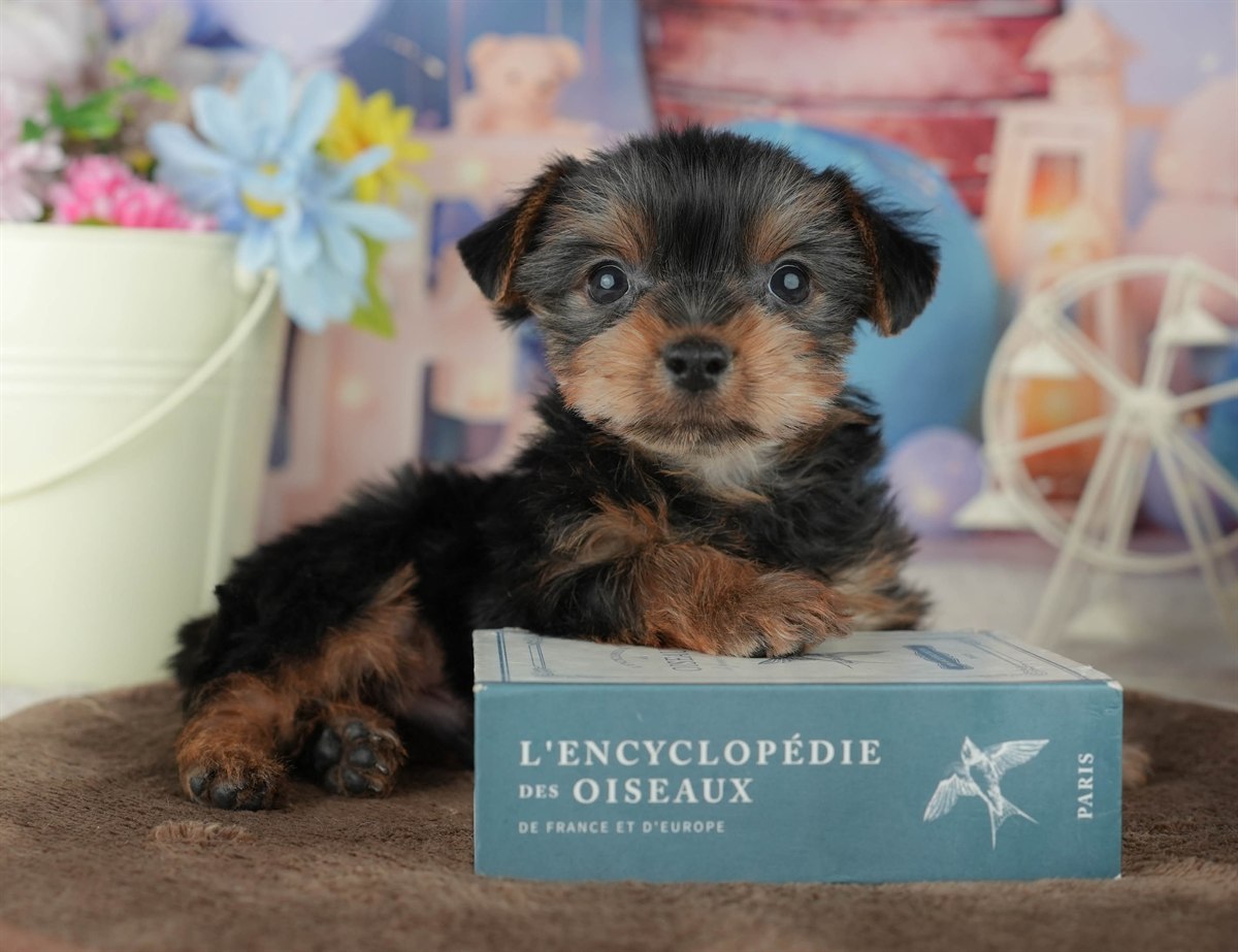 ヨークシャー・テリア | 男の子 | スティールブルー＆タン | 2026年2月8日