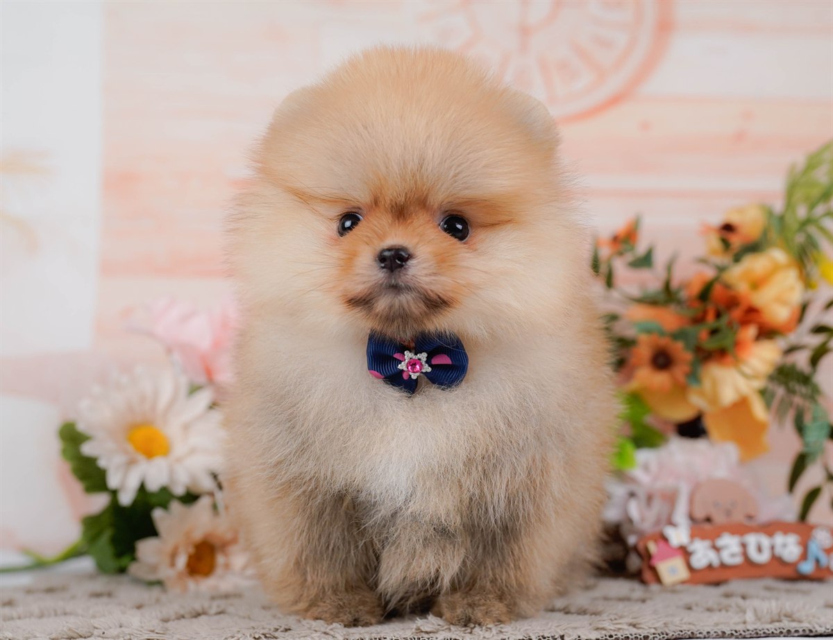 ポメラニアン | 女の子 | オレンジ | 2026年2月9日（ID:dog-200015528）