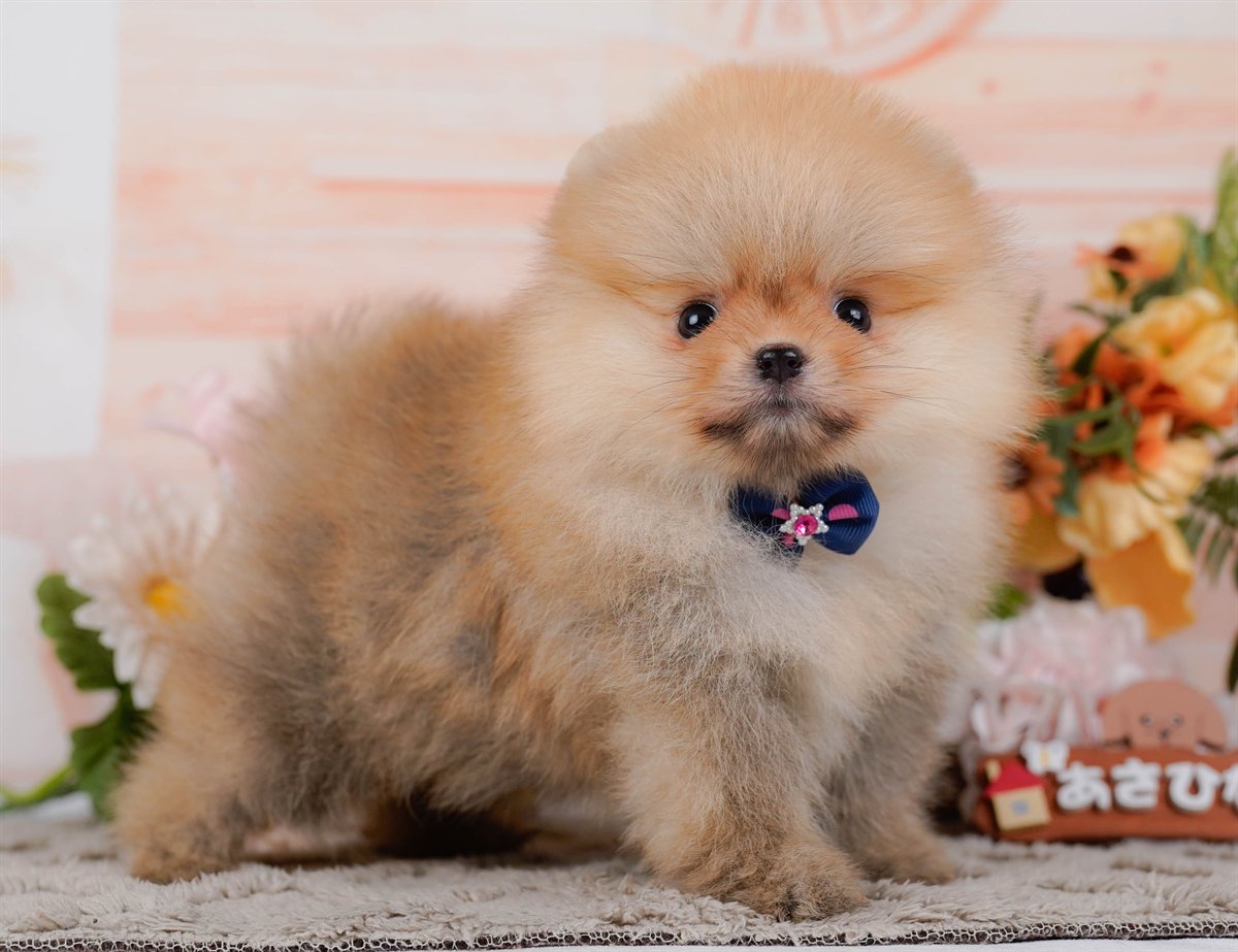 ポメラニアン | 女の子 | オレンジ | 2026年2月9日（ID:dog-200015528）