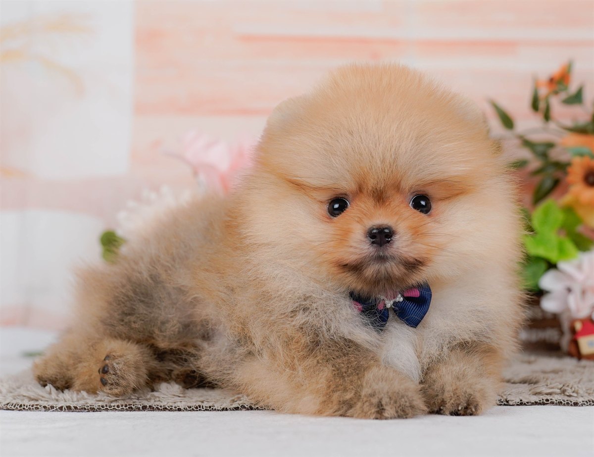 ポメラニアン | 女の子 | オレンジ | 2026年2月9日（ID:dog-200015528）