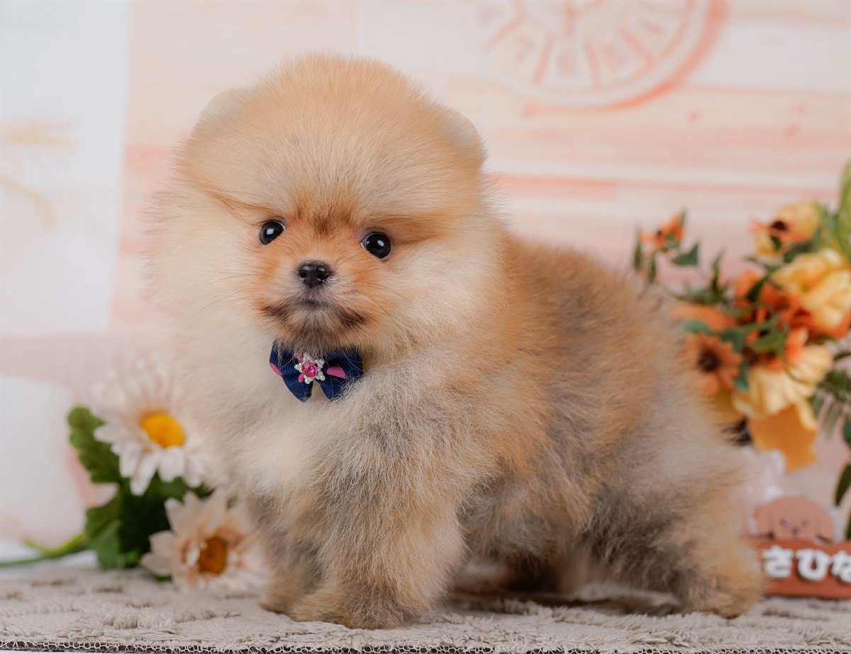 ポメラニアン | 女の子 | オレンジ | 2026年2月9日（ID:dog-200015528）