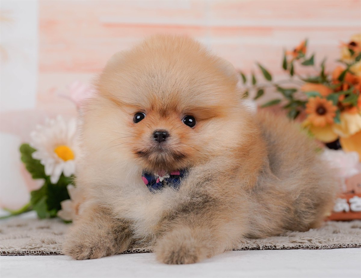 ポメラニアン | 女の子 | オレンジ | 2026年2月9日（ID:dog-200015528）