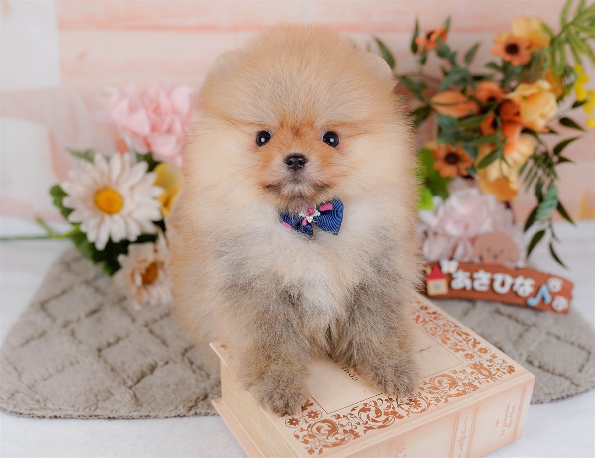 ポメラニアン | 女の子 | オレンジ | 2026年2月9日（ID:dog-200015528）