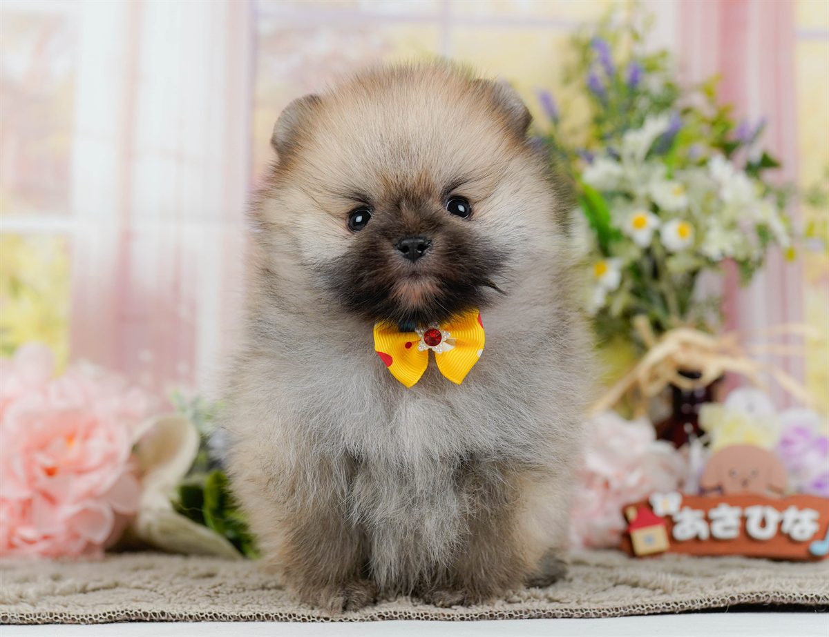 ポメラニアン | 男の子 | オレンジセーブル | 2026年2月9日