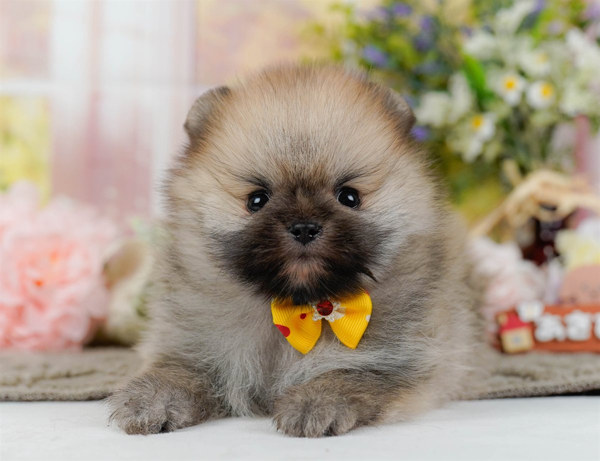 ポメラニアン | 男の子 | オレンジセーブル | 2026年2月9日