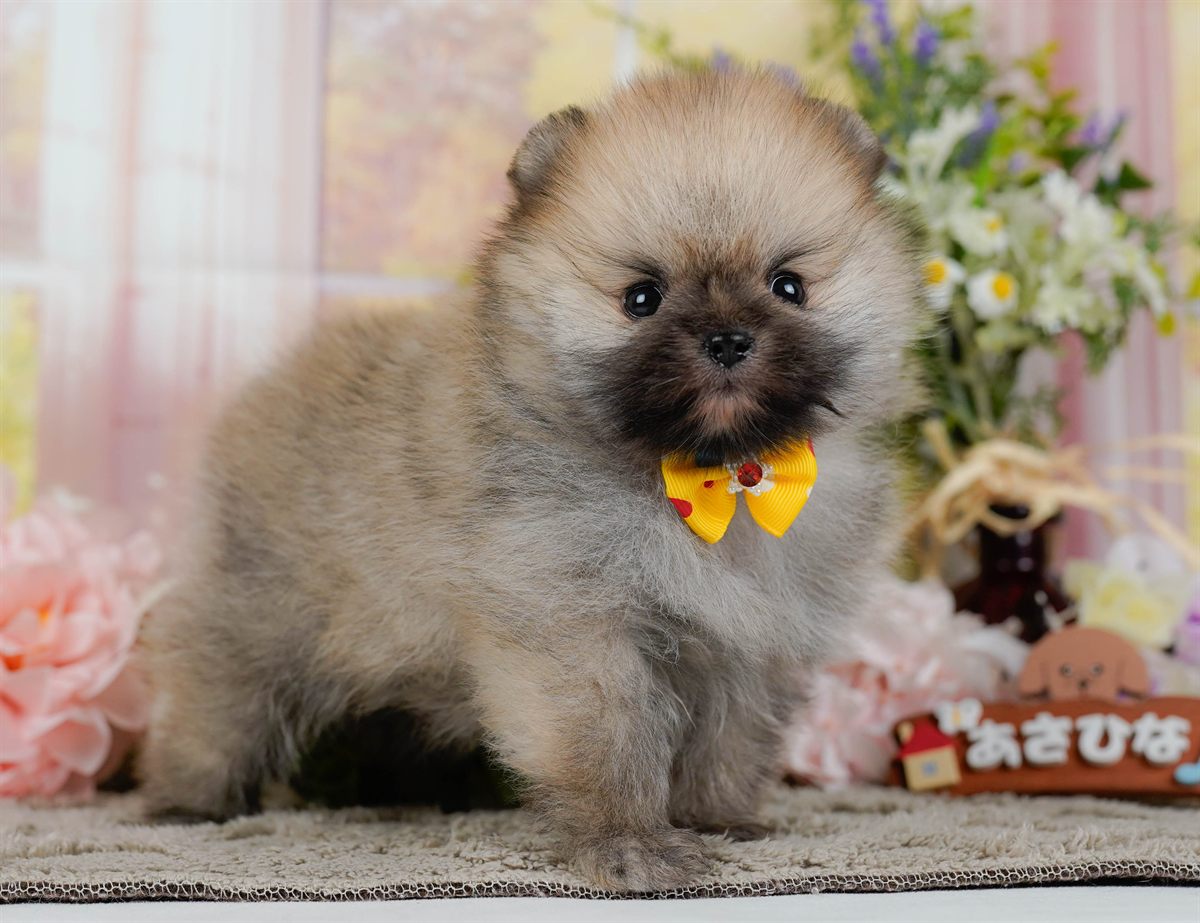 ポメラニアン | 男の子 | オレンジセーブル | 2026年2月9日