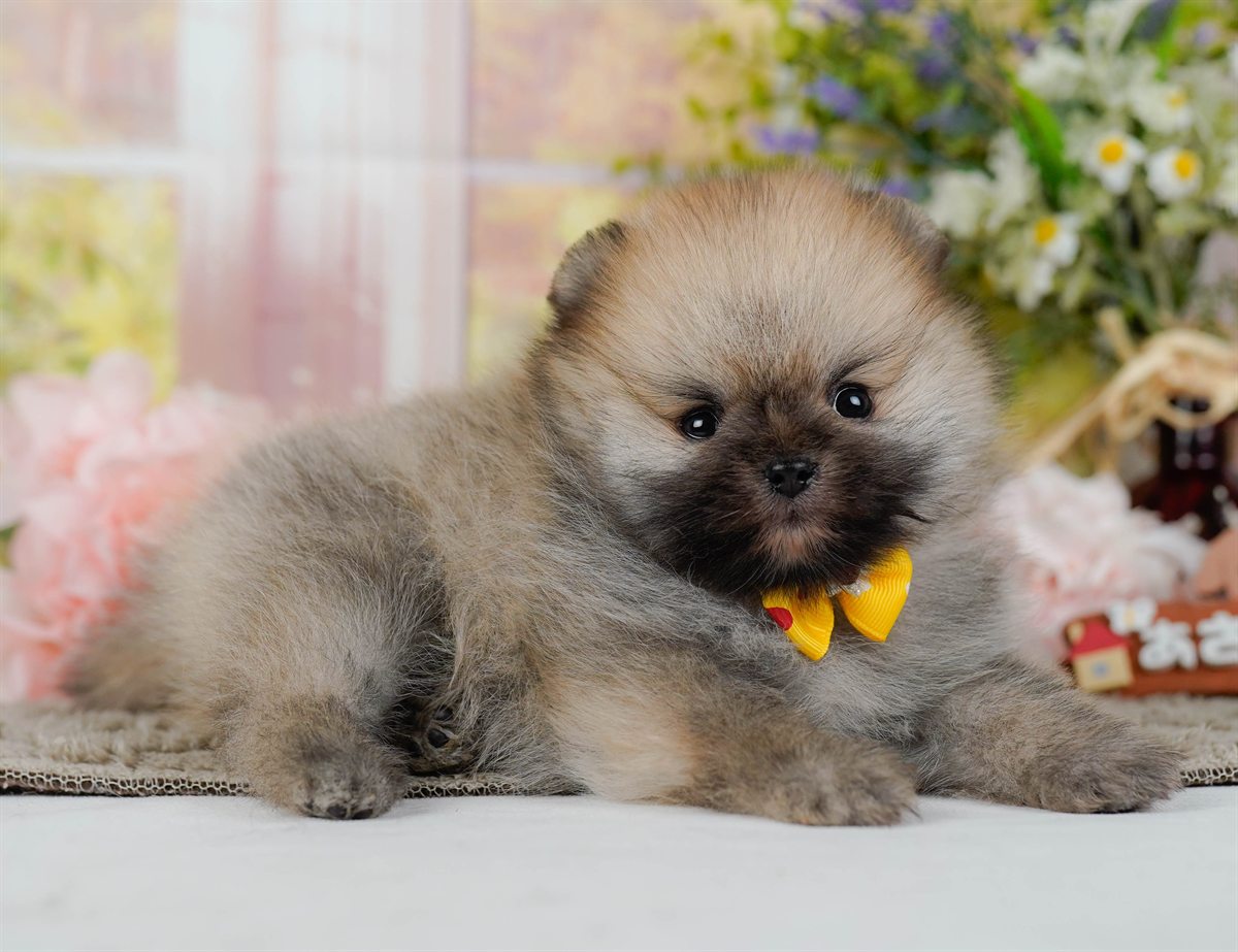 ポメラニアン | 男の子 | オレンジセーブル | 2026年2月9日