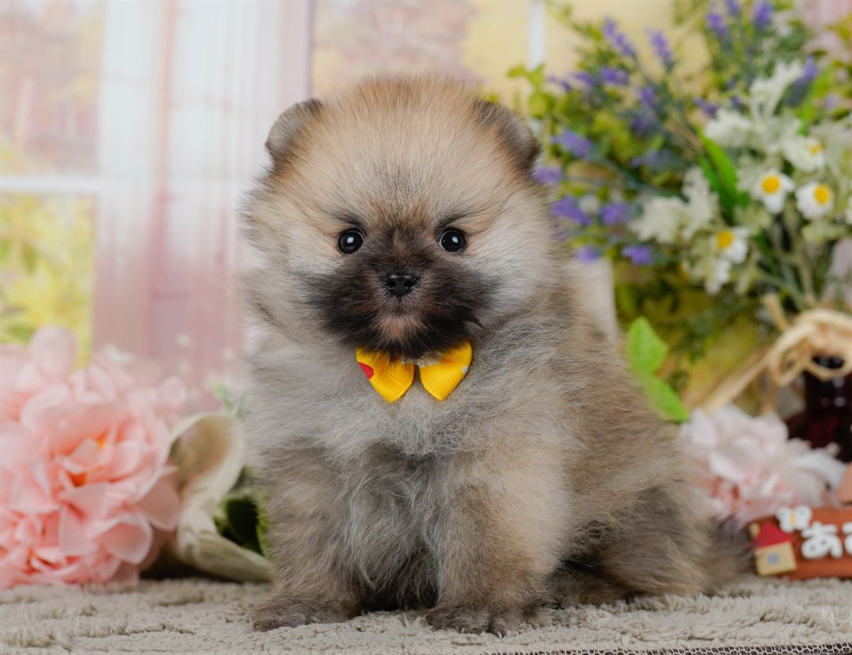 ポメラニアン | 男の子 | オレンジセーブル | 2026年2月9日