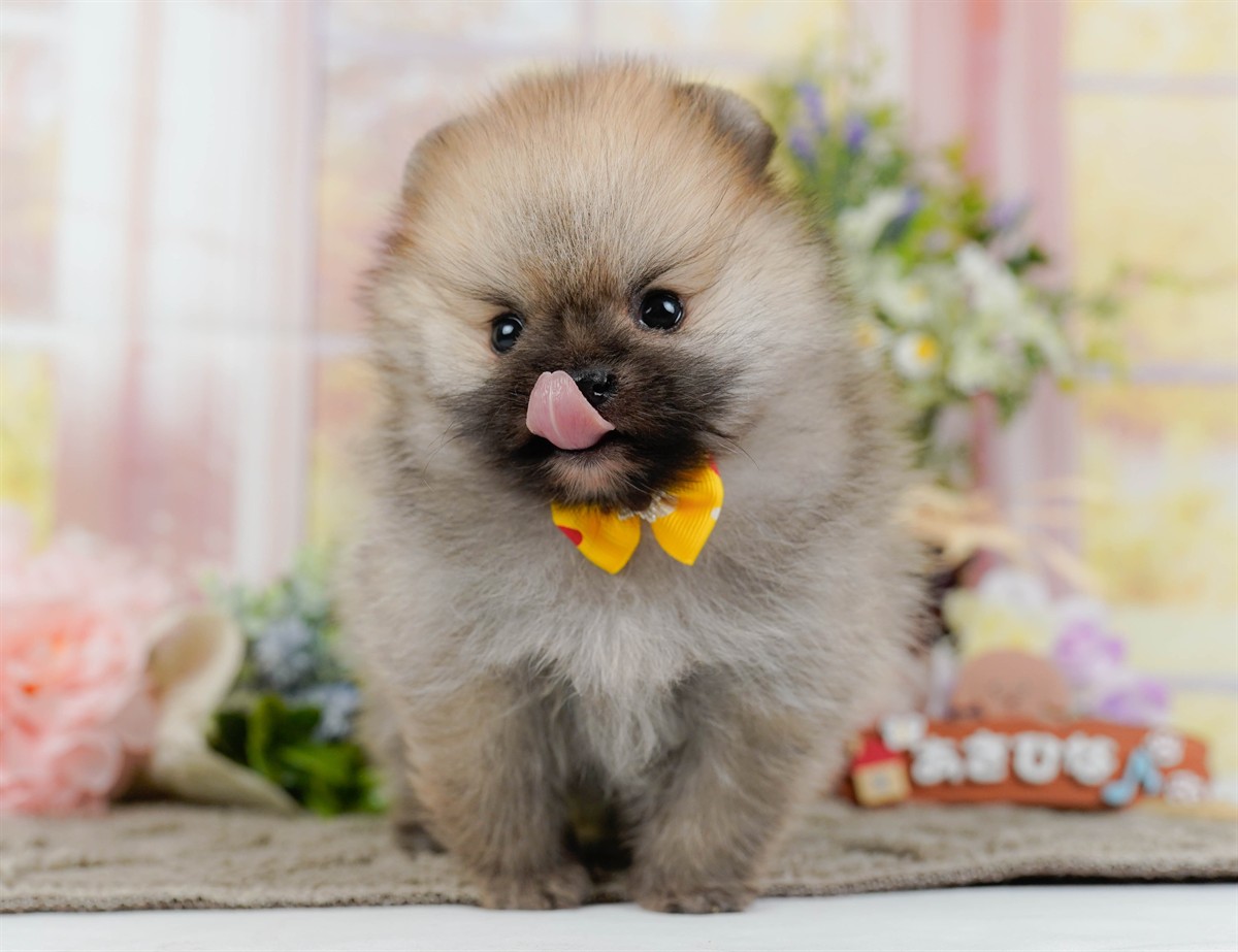 ポメラニアン | 男の子 | オレンジセーブル | 2026年2月9日