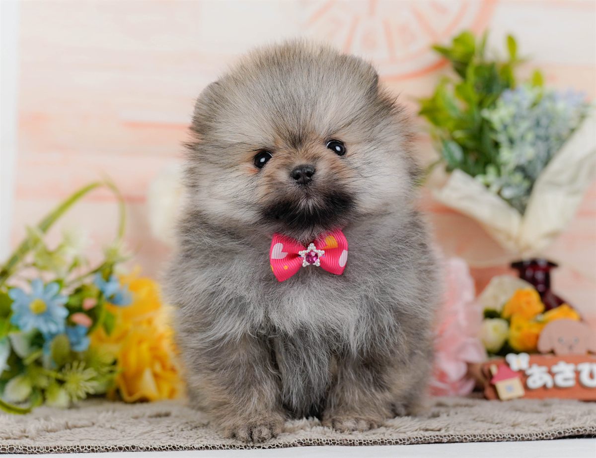 ポメラニアン | 女の子 | ウルフセーブル | 2026年2月9日