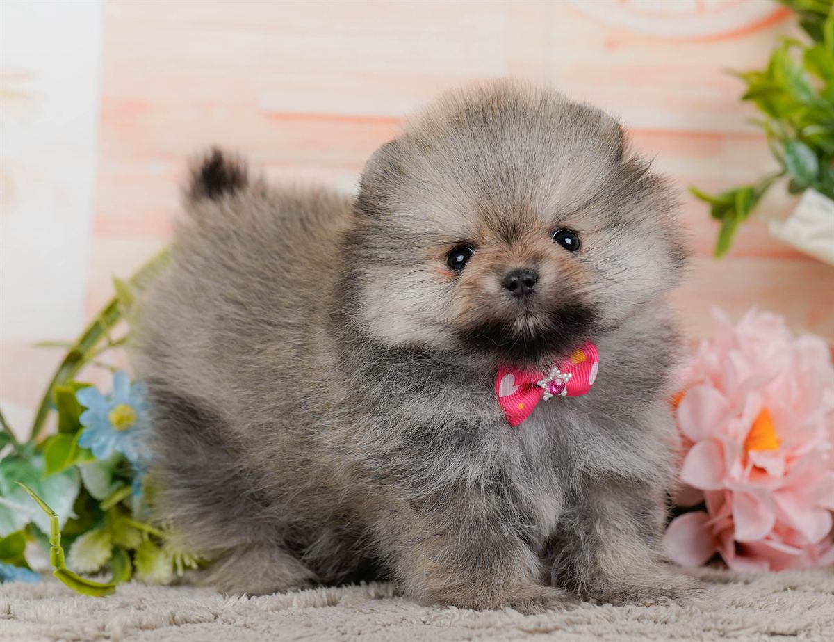 ポメラニアン | 女の子 | ウルフセーブル | 2026年2月9日