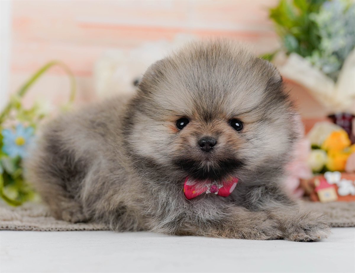ポメラニアン | 女の子 | ウルフセーブル | 2026年2月9日