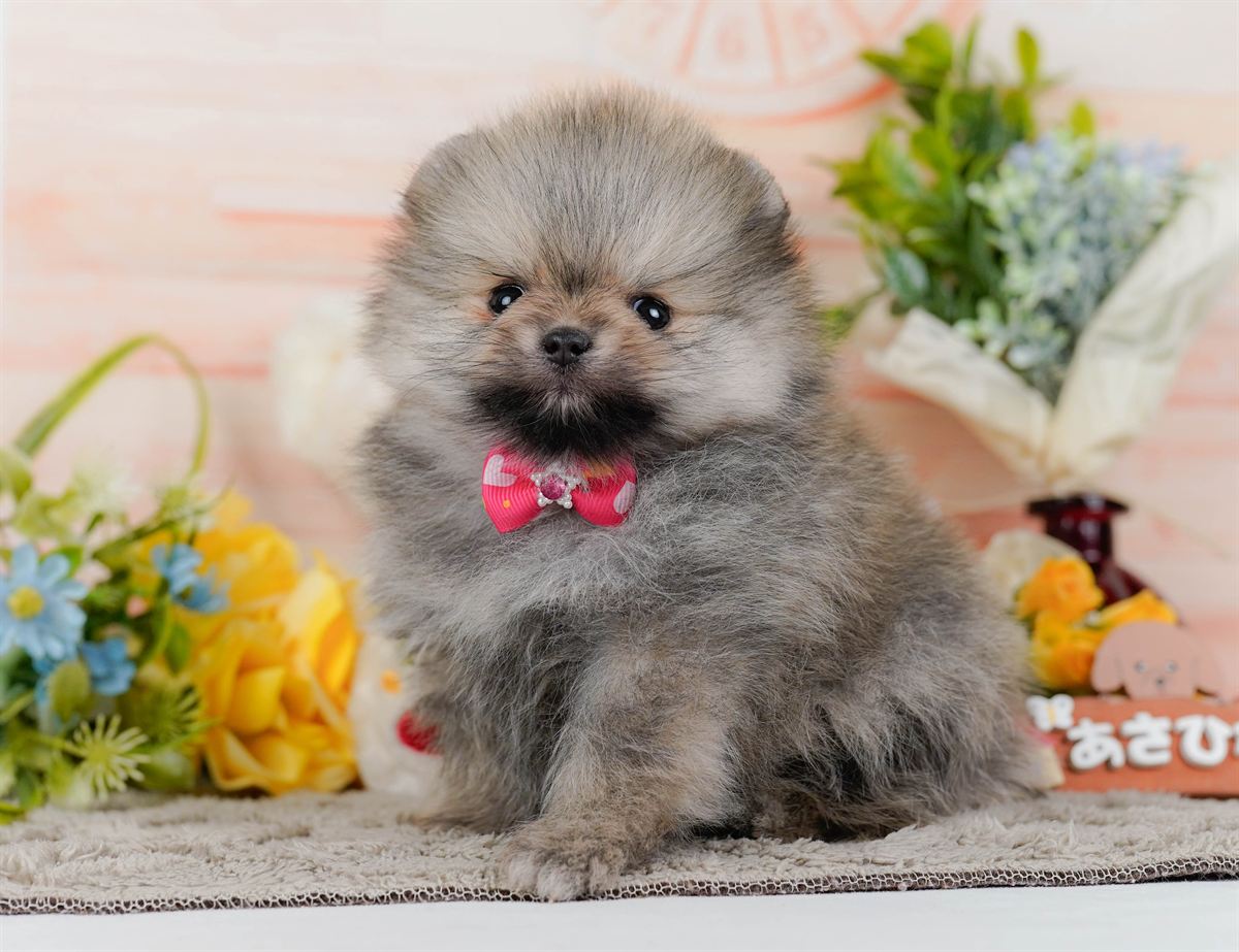 ポメラニアン | 女の子 | ウルフセーブル | 2026年2月9日