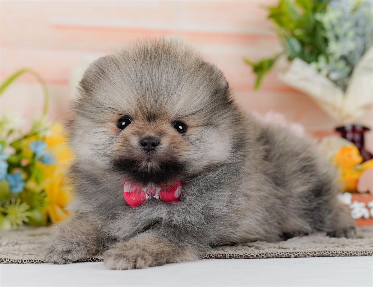 ポメラニアン | 女の子 | ウルフセーブル | 2026年2月9日