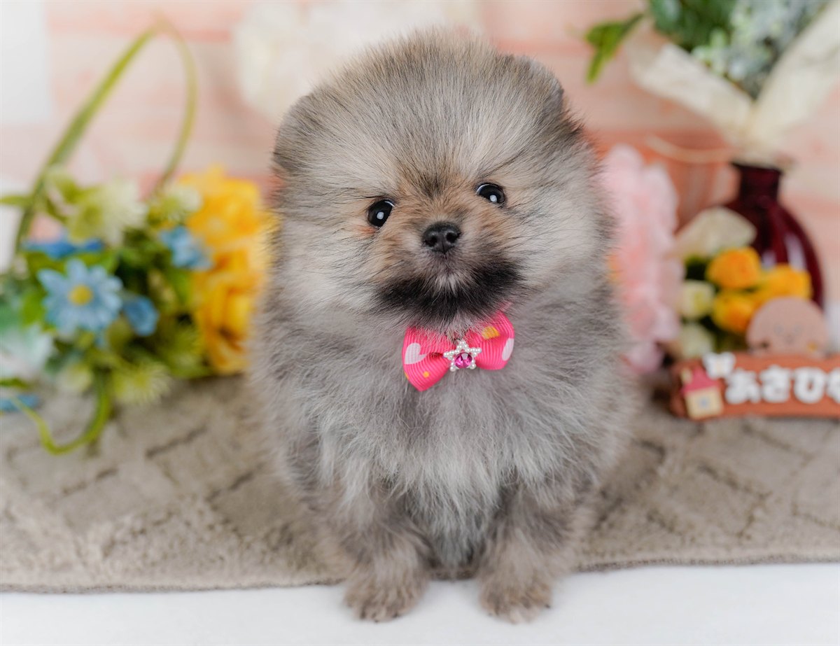 ポメラニアン | 女の子 | ウルフセーブル | 2026年2月9日