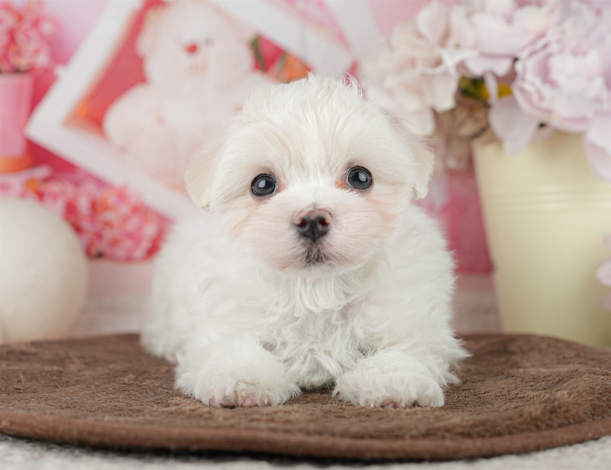 マルチーズ | 男の子 | ホワイト | 2026年2月9日