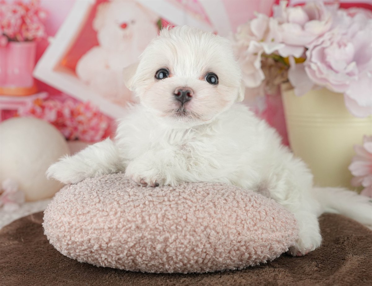 マルチーズ | 男の子 | ホワイト | 2026年2月9日