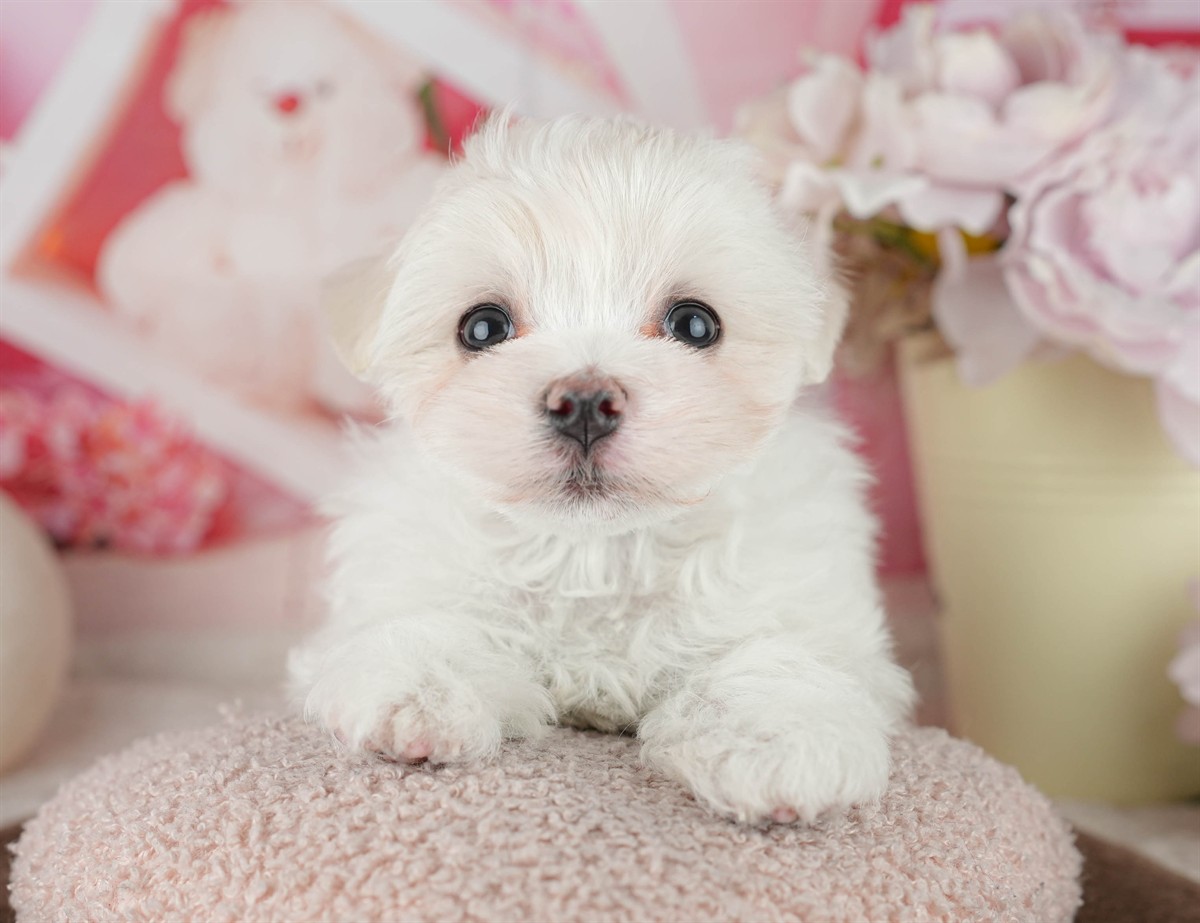 マルチーズ | 男の子 | ホワイト | 2026年2月9日