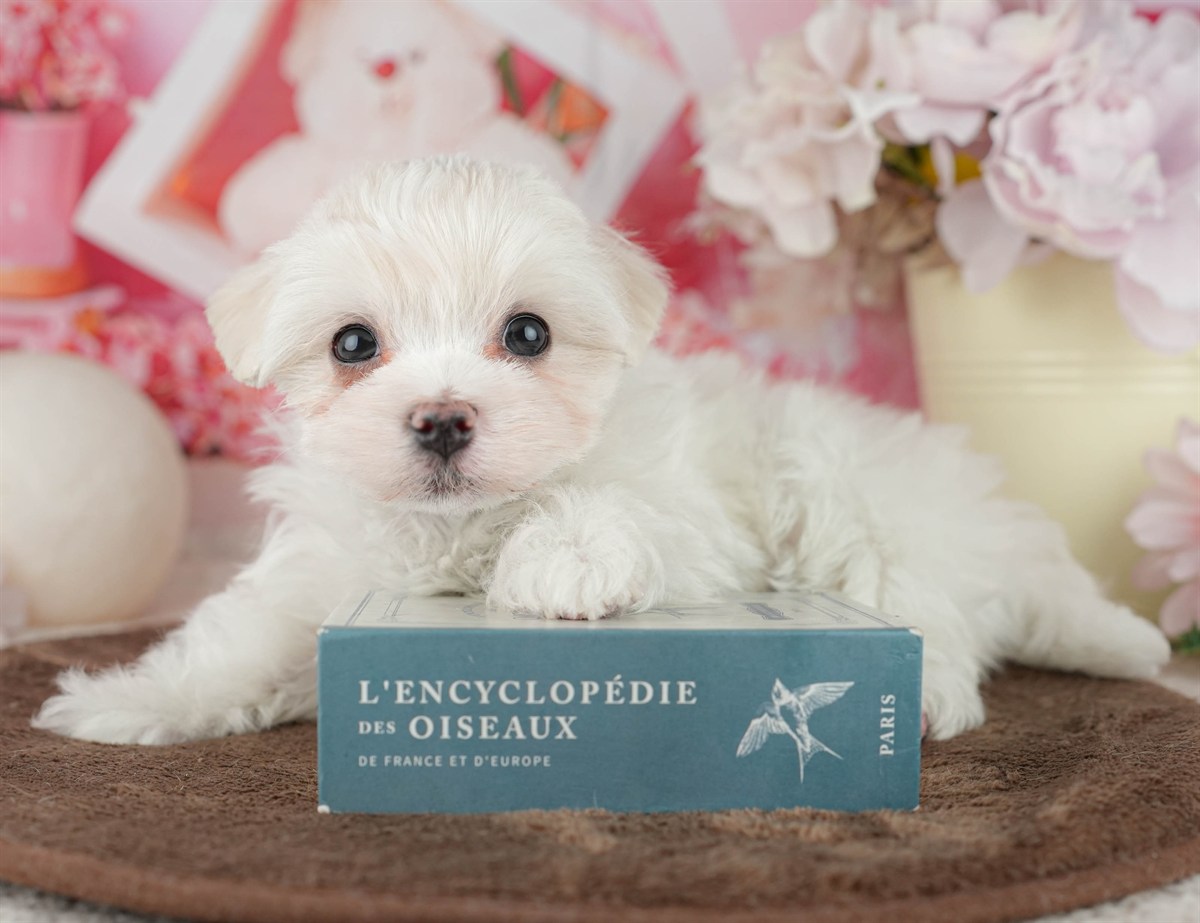 マルチーズ | 男の子 | ホワイト | 2026年2月9日