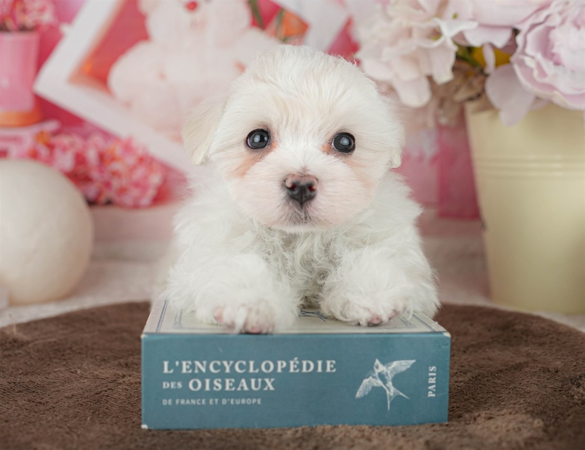 マルチーズ | 男の子 | ホワイト | 2026年2月9日