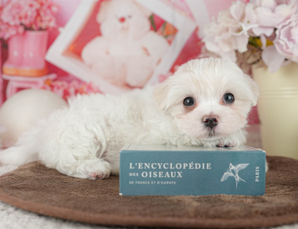 マルチーズ | 男の子 | ホワイト | 2026年2月9日