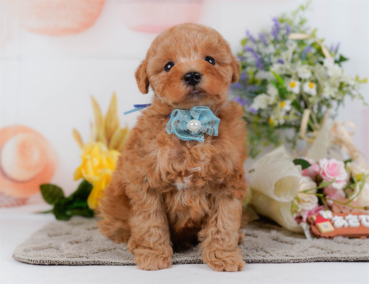 トイ・プードル | 男の子 | アプリコット | 2026年2月9日