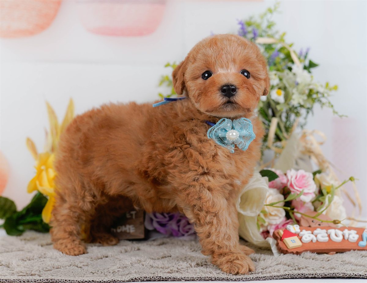 トイ・プードル | 男の子 | アプリコット | 2026年2月9日