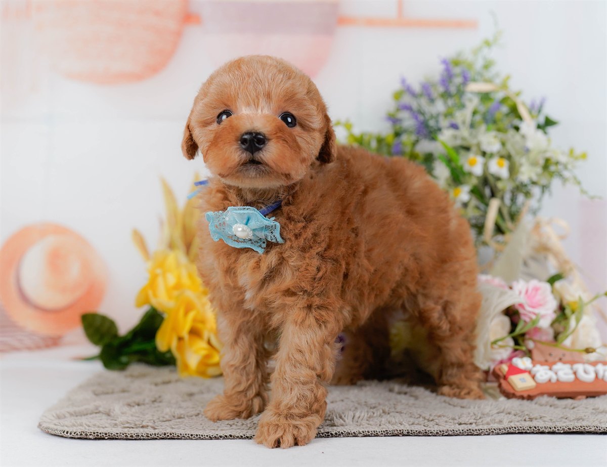 トイ・プードル | 男の子 | アプリコット | 2026年2月9日