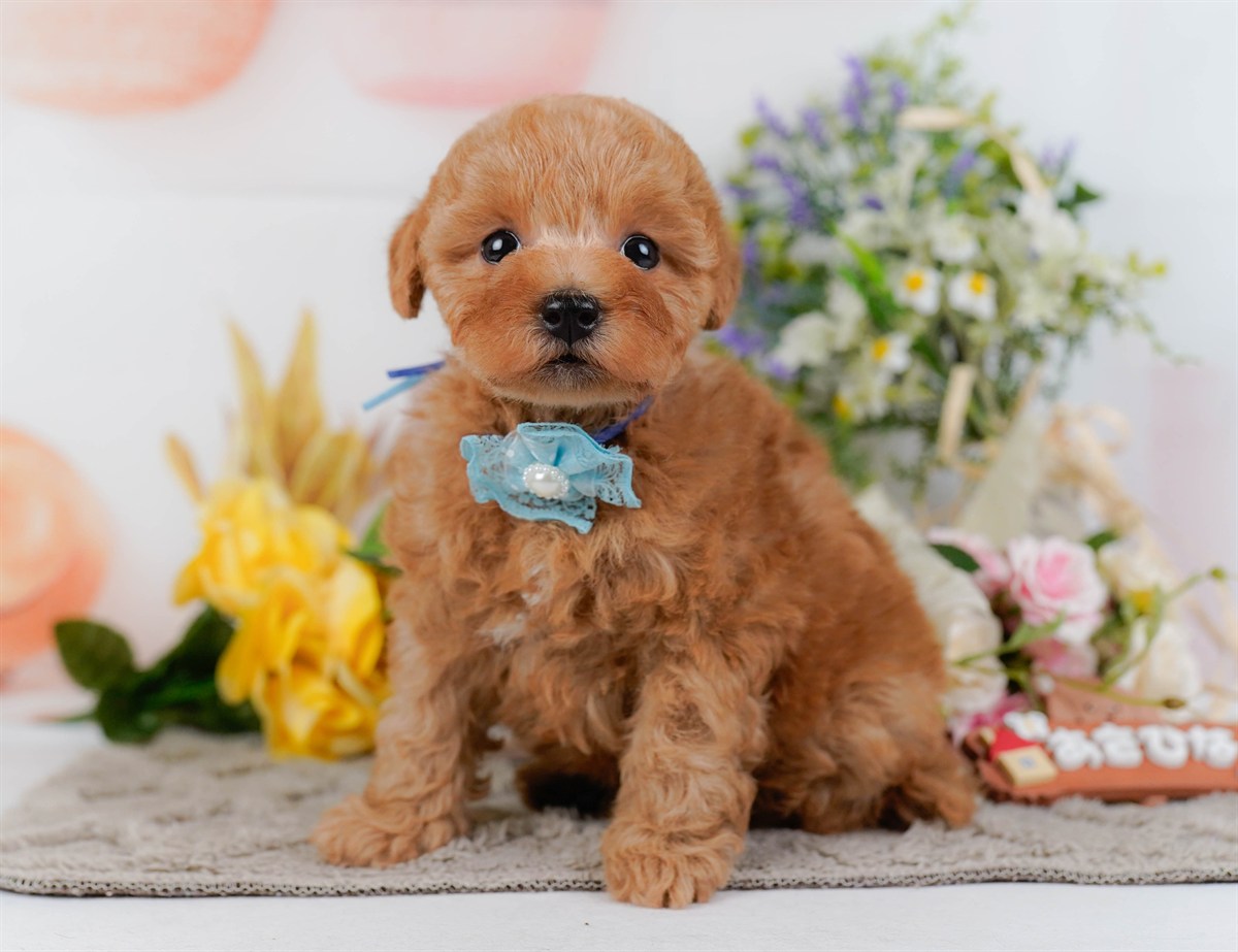 トイ・プードル | 男の子 | アプリコット | 2026年2月9日