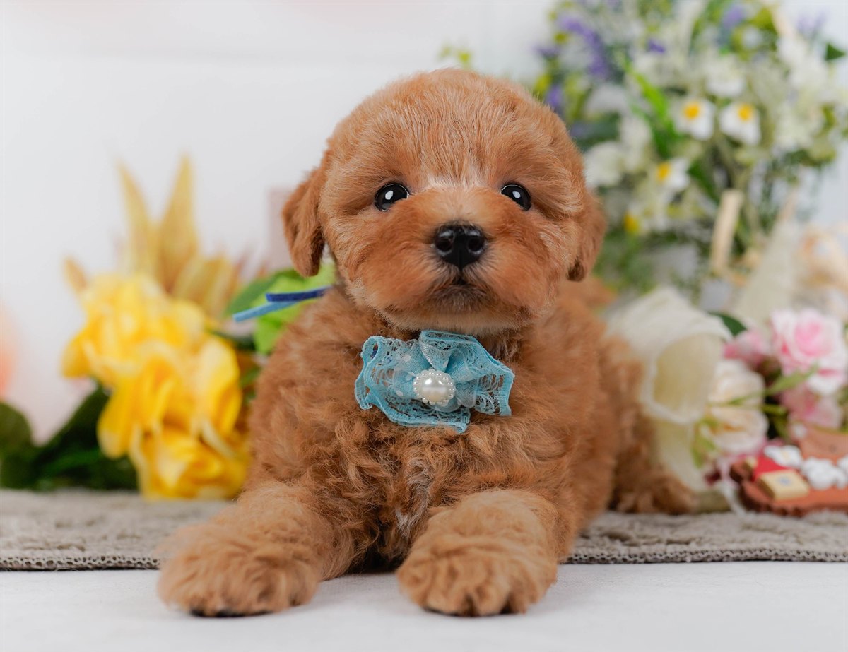 トイ・プードル | 男の子 | アプリコット | 2026年2月9日