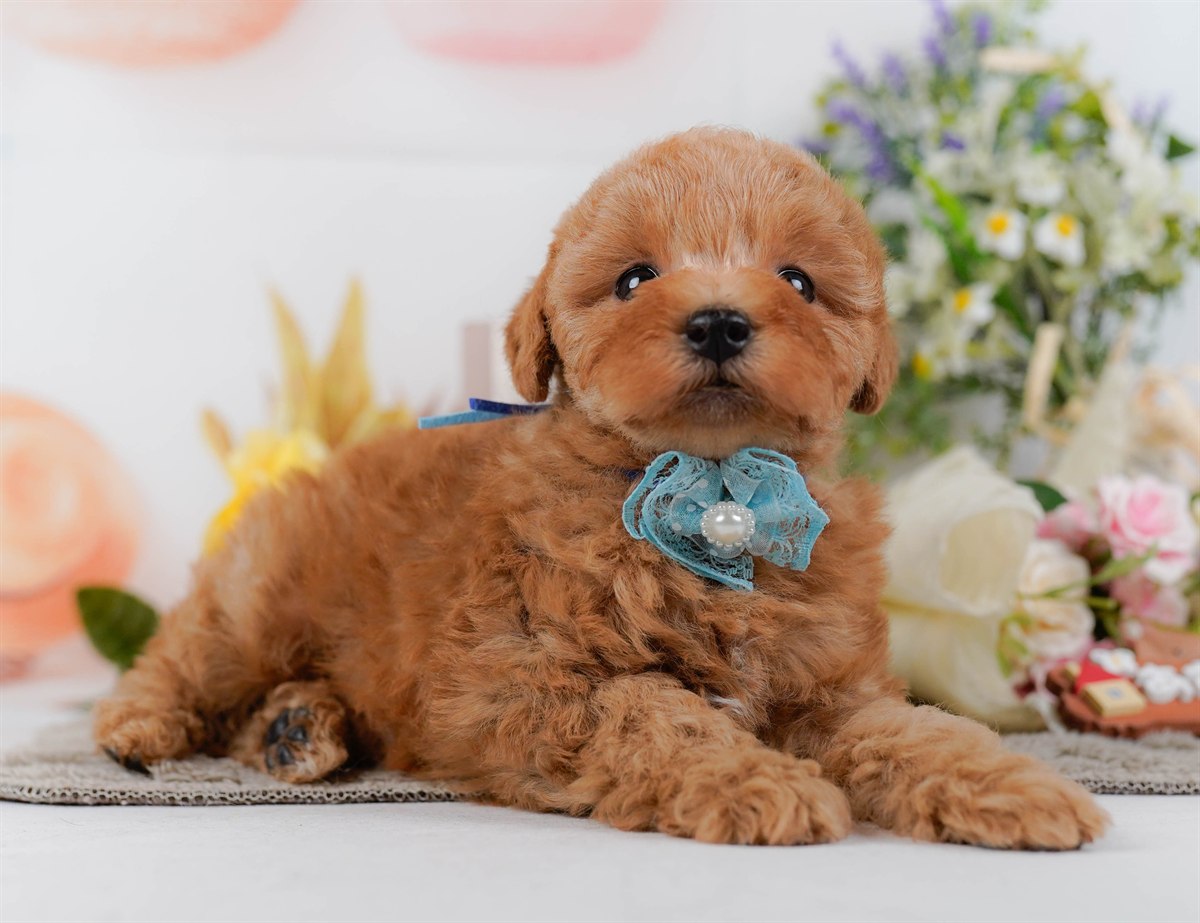 トイ・プードル | 男の子 | アプリコット | 2026年2月9日