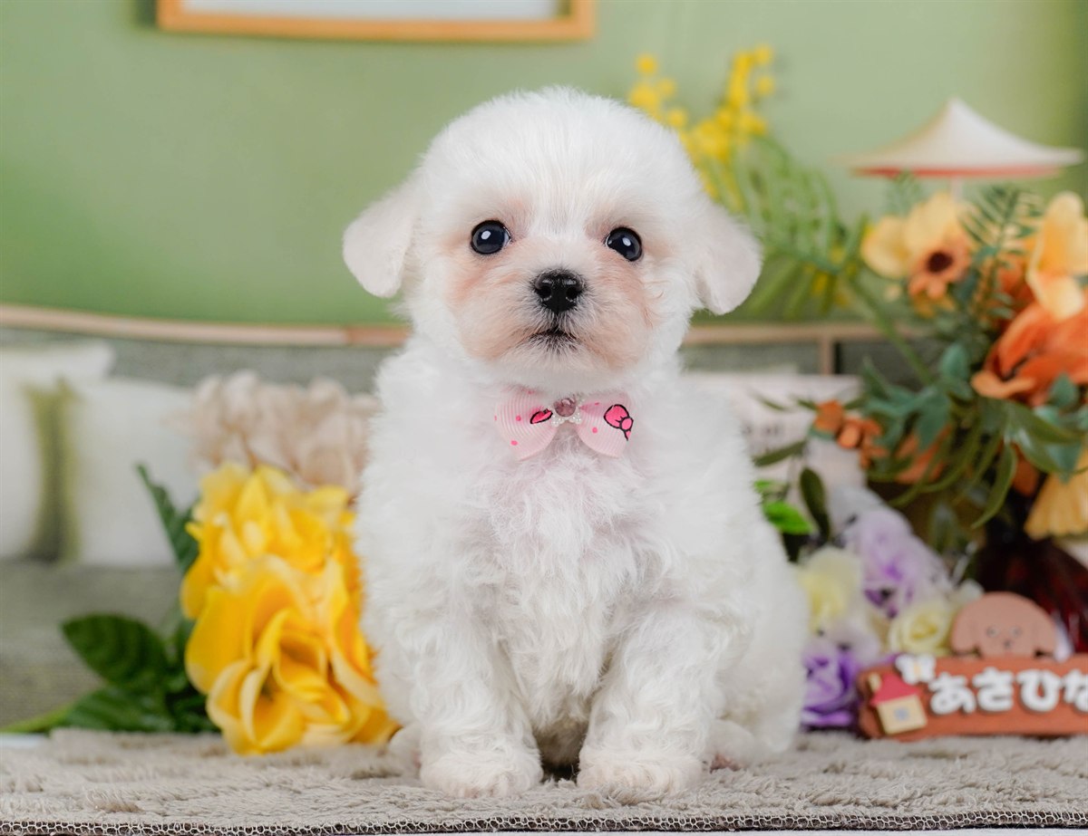 ビションフリーゼ | 女の子 | ホワイト | 2026年2月9日