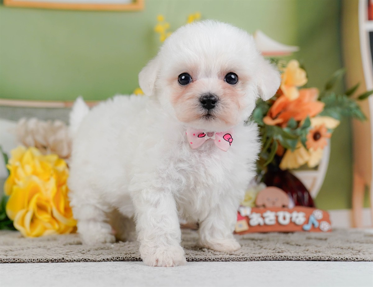 ビションフリーゼ | 女の子 | ホワイト | 2026年2月9日